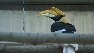 Сотрудники Ленинградского зоопарка третий день ищут сбежавшую птицу Шанти