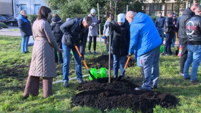 Аллея красных клёнов украсит проспект Гагарина к юбилею Победы