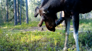 «Кукурузная» Луна, нереальные грибы, ячеистые мамматусы и кровососки в поисках своего лося на зиму — чем характерна наша осень