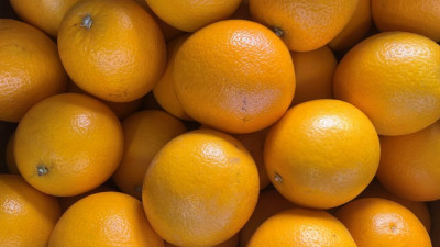 Свыше 25 тонн апельсинов не пустили в Петербург из-за опасной мухи