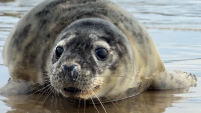 Александр Беглов поздравил петербуржцев с Днем защиты животных