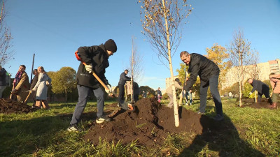 В Филатовском сквере высадили 25 берёз в рамках акции «Люблю березу русскую»