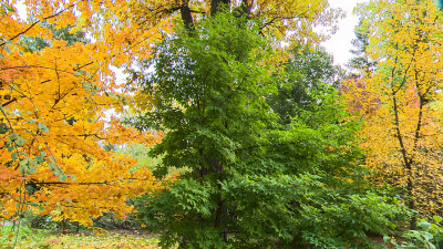 60 видов клена и море впечатлений: в Ботаническом саду Петра Великого проходит Фестиваль клена