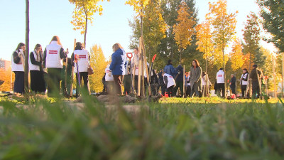 Два десятка кленов высадили на Туристской улице