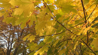 Александр Беглов: Новые сады и парки в плотной застройке центра – важная часть зелёного каркаса Петербурга