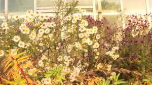 Астры и мискантус китайский. Несмотря на осень в Ботаническом саду есть, чем усладить взор