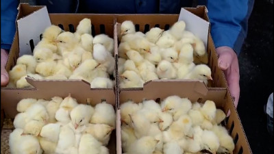 В Ленобласть из Германии прибыло свыше 768 тысяч цыплят