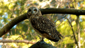 Дикие выходные с Павлом Глазковым. Природный заказник «Гряда Вярямянселькя»