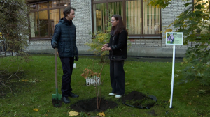 Сирень сорта «Михайло Ломоносов» высадили у Центральной библиотеки имени М. В. Ломоносова