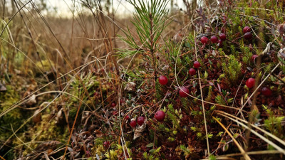 Сезон сбора клюквы стартовал в лесах Ленобласти