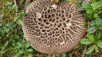 Биолог Павел Глазков рассказал, что в лесу появились «лоси»