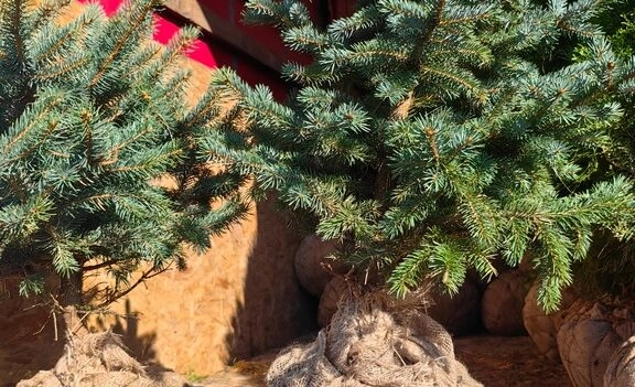 Импортная ель из Беларуси не попала в Петербург из-за нематоды - tvspb.ru