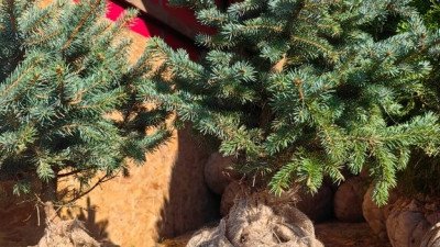 Импортная ель из Беларуси не попала в Петербург из-за нематоды