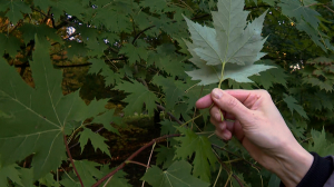 Фестиваль клёнов в Ботаническом саду