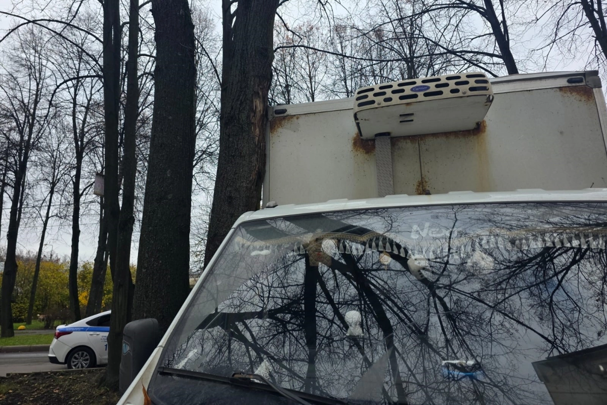 Заехал на газон и врезался в дерево: пьяного автоугонщика задержали после ДТП в Колпино - tvspb.ru