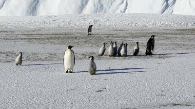 Несмотря на то, что сейчас осень, в Антарктиде заметно наступает весна