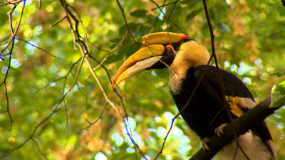 Сачок и лакомство со снотворным: как в Петербурге поймали сбежавшую из зоопарка птицу Шанти