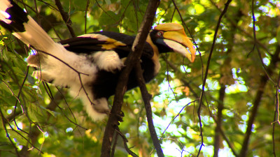 В Петербурге поймали сбежавшую из зоопарка птицу калао Шанти