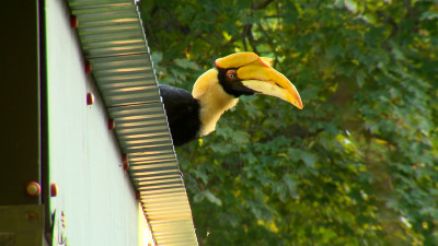 Как в Петербурге ловили большого индийского калао — полная хроника спасения птицы Шанти