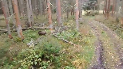 Петербургских диких кабанов возвращают в лес