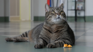 Кот Бегемот. Пушистый психолог Мультицентра социальной интеграции из Всеволожска