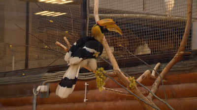 История неуловимой птицы: в зоопарке открылась выставка о калао Шанти