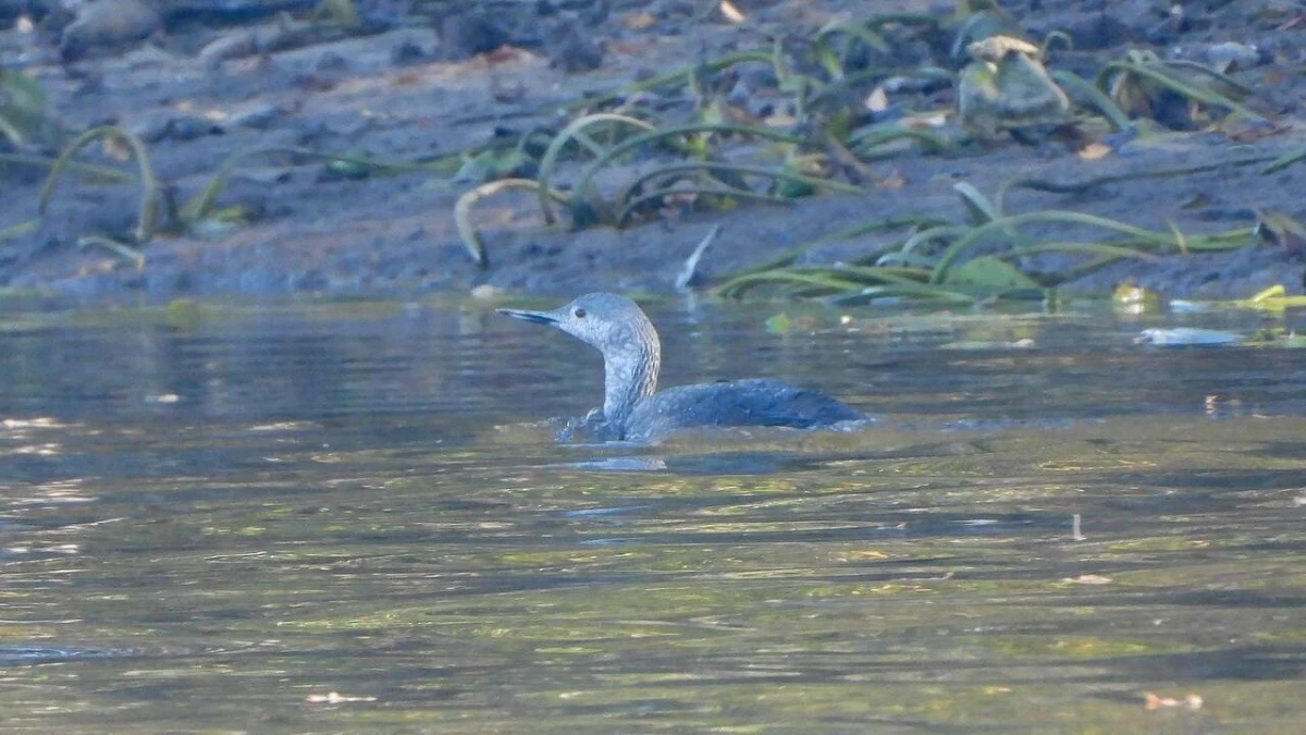 В Ленобласти заметили редкую пернатую гостью - tvspb.ru