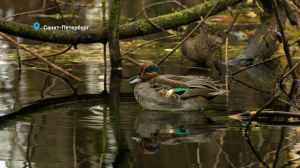 Лесные новости: красавцы свистунки, которые завели брачную песню осенью, водные процедуры проворной норки и удивительный баклан, похожий на геральдического орла