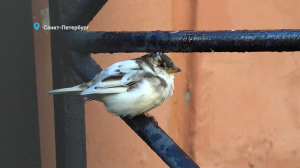 Модный воробей с мелированием, лебеди транзитом и глухариные запасы камушков на зиму — свежие лесные новости от Павла Глазкова