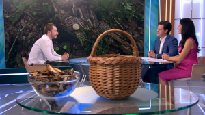 Рано вешать корзинку на гвоздь: самые упорные грибы ещё ждут самых настойчивых грибников в лесах Ленобласти