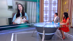 Самый активный Кекс: котик-любитель приключений с удовольствием катается на сапборде, летает на самолёте и гуляет по лесу