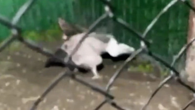 Редкие грифы из Дагестана переедут в Ленинградский зоопарк