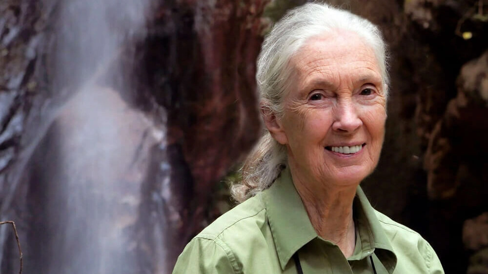 Умерла Джейн Гудолл - tvspb.ru