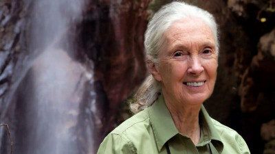 Умерла Джейн Гудолл