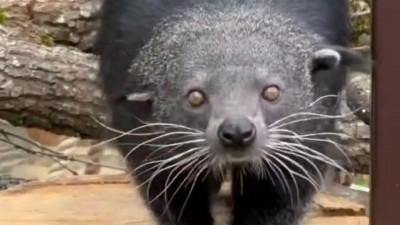 Ленинградский зоопарк показал «свирепое нападение» бинтуронга