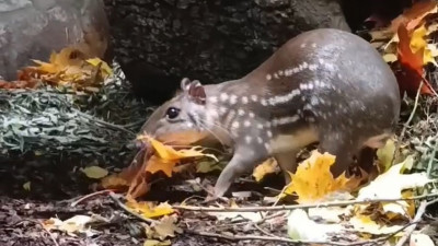 Пака Гринхарт украсил домик осенними листьями
