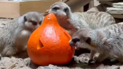 Осенний подарок природы: сурикаты и полосатые мангусты наслаждаются тыквенными кормушками