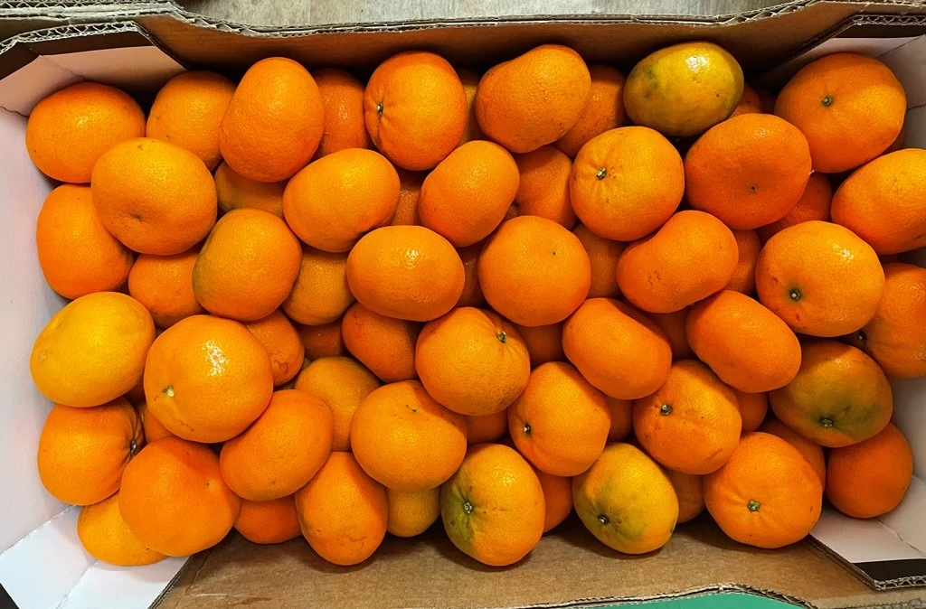 Почти 20 тонн африканских мандаринов с личинками задержали в порту Петербурга - tvspb.ru