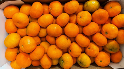 Почти 20 тонн африканских мандаринов с личинками задержали в порту Петербурга