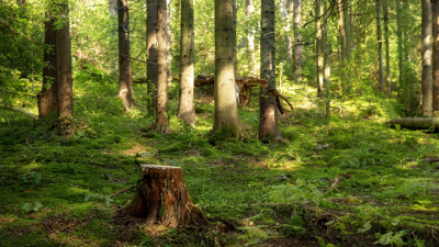 Спасатели ночью искали заблудившуюся в лесу Ленобласти женщину