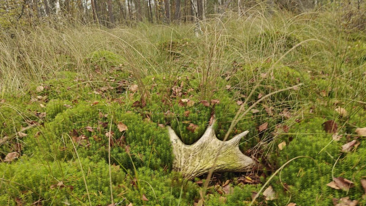 «Тихая» охота на лосиные рога началась в Ленобласти - tvspb.ru