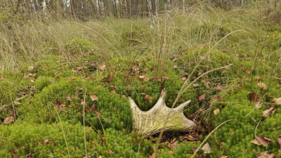 «Тихая» охота на лосиные рога началась в Ленобласти