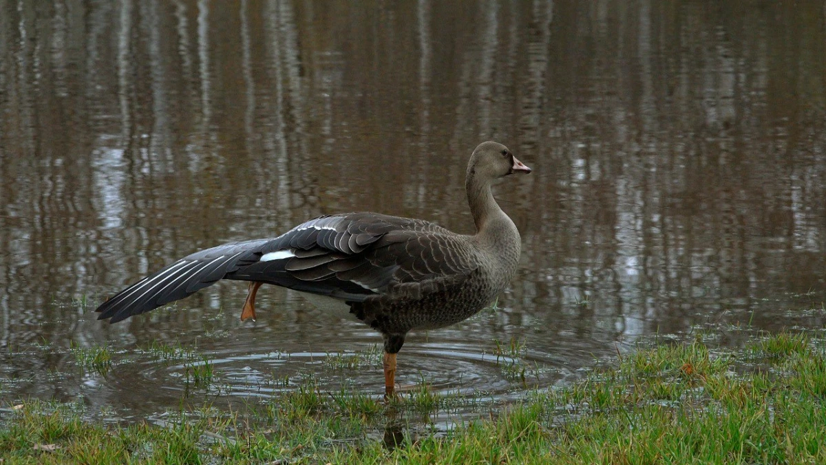Отставшего от стаи белолобого гуся заметили в Приморском районе - tvspb.ru