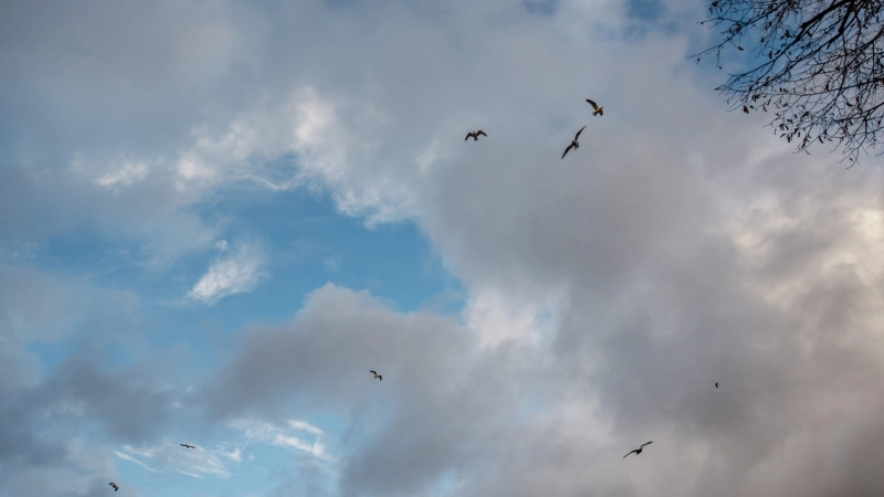 Холодно, но без осадков: жителям Ленобласти рассказали о погоде 18 октября - tvspb.ru