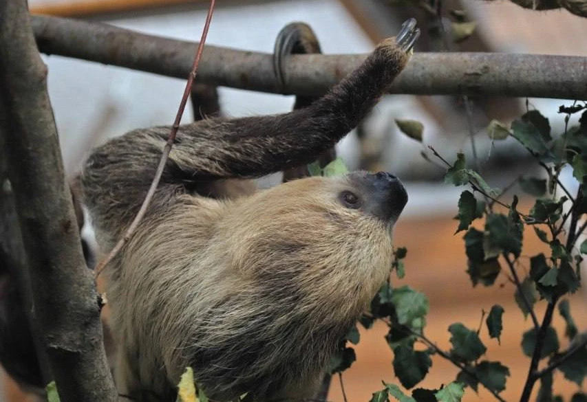 В Ленинградском зоопарке отметят День ленивца - tvspb.ru