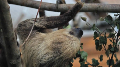 В Ленинградском зоопарке отметят День ленивца