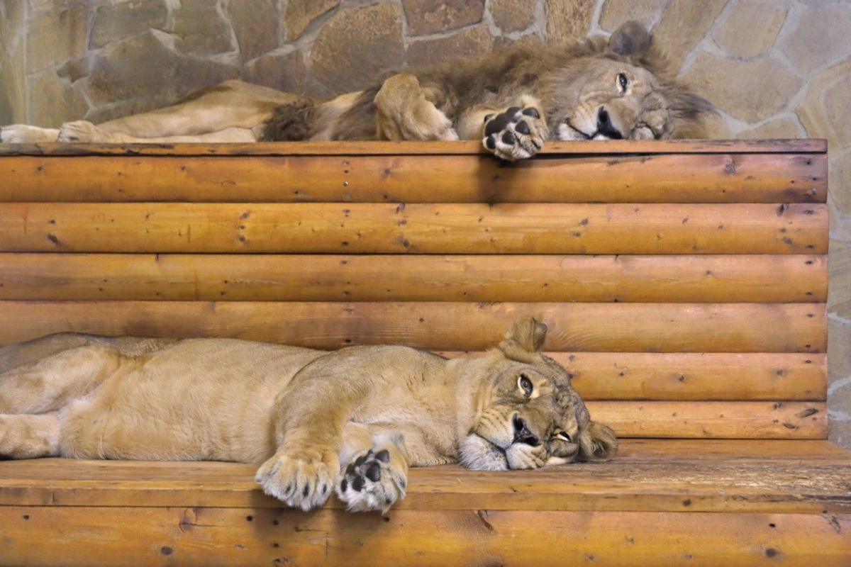 Ленинградский зоопарк подготовил программу на осенние каникулы: с 27 октября — 2 ноября - tvspb.ru