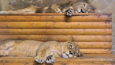 Ленинградский зоопарк подготовил программу на осенние каникулы: с 27 октября — 2 ноября