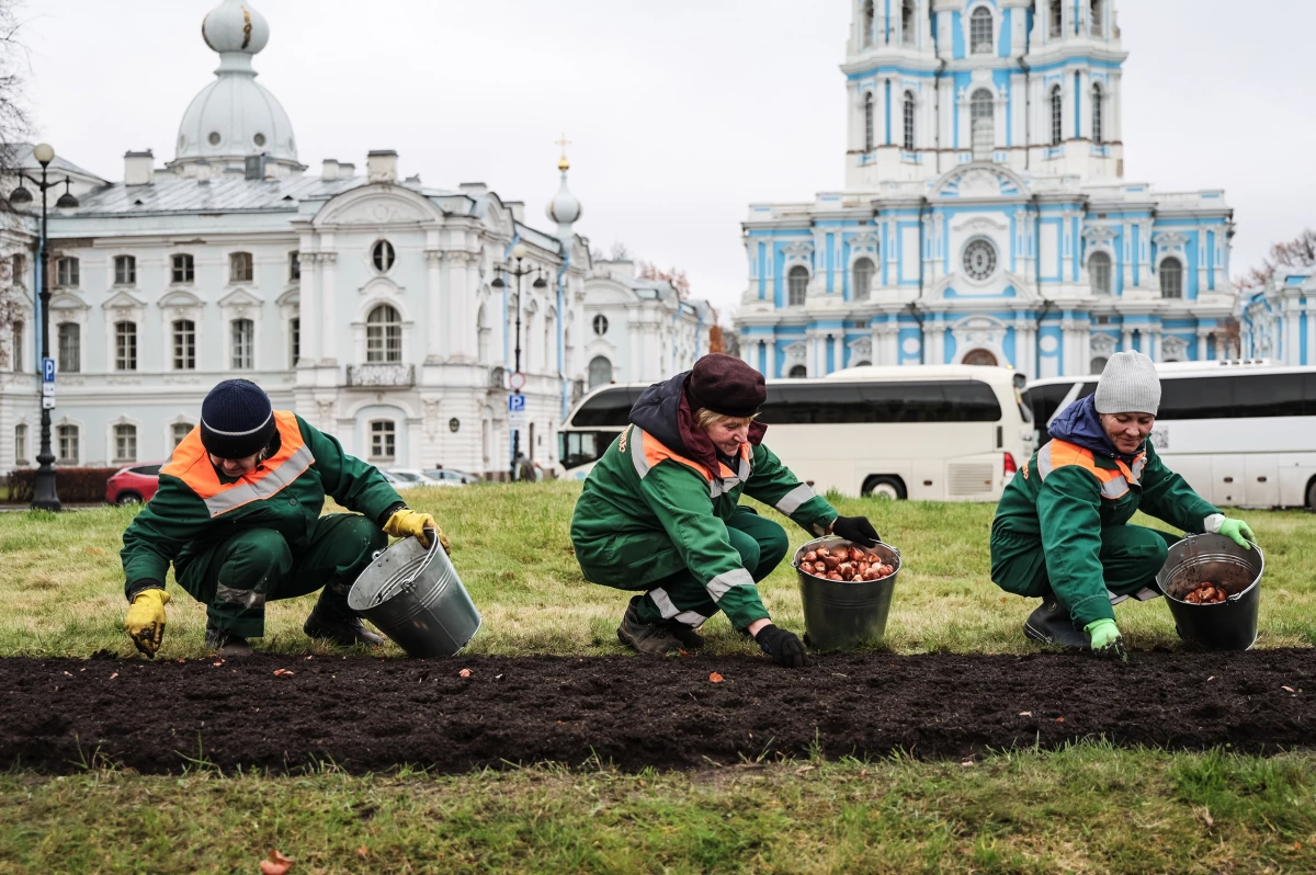 В Петербурге посадят 300 тысяч цветочных луковиц - tvspb.ru