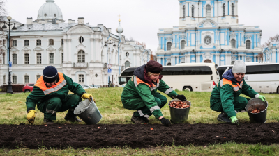 В Петербурге посадят 300 тысяч цветочных луковиц